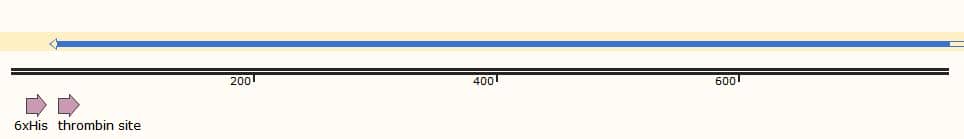 原核表達系統(tǒng)