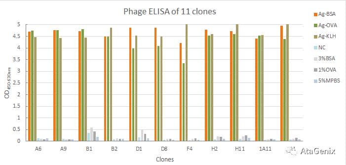 人重組scFv噬菌體展示抗體開發(fā)