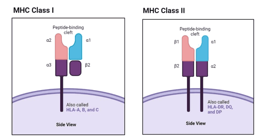 MHCI-多肽復合物蛋白制備