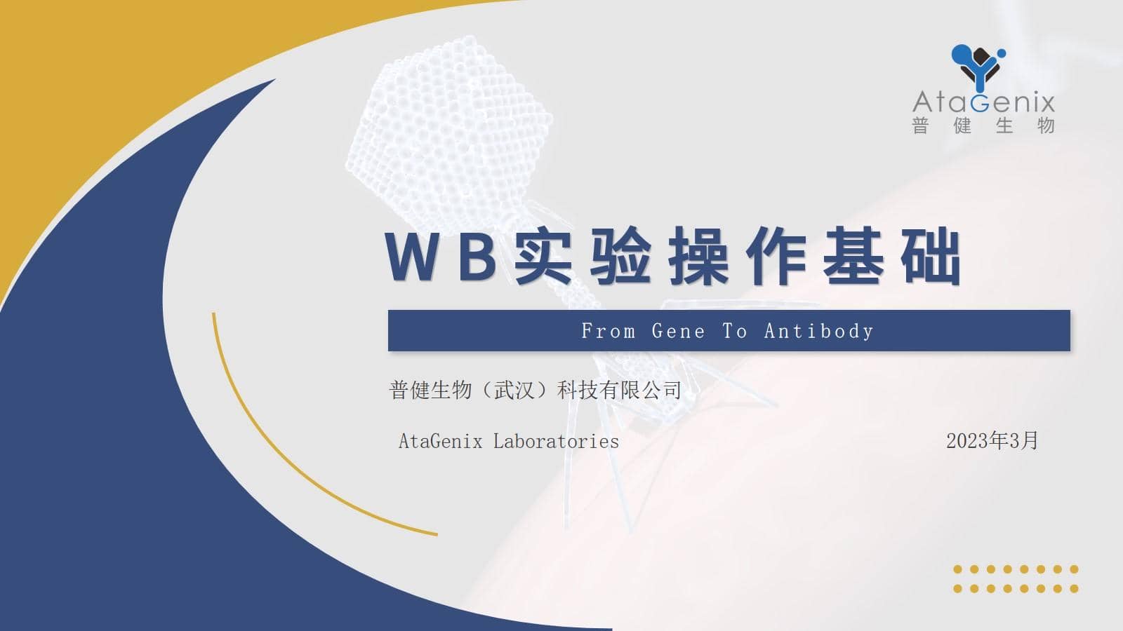 【基礎實驗一篇搞定】蛋白質免疫印跡（Western Blot) WB實驗方法