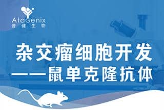 雜交瘤細胞開發-鼠單克隆抗體僅需59天