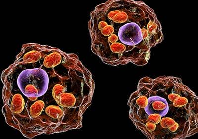 采用雜交瘤細胞技術(shù)制備單克隆抗體的具體步驟及原理